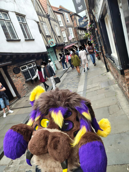 Spider in York
